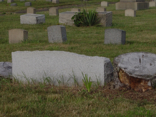 tree stump and graves