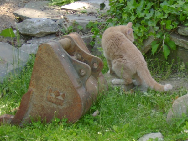 construction cat