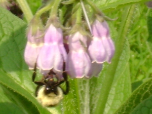 bee