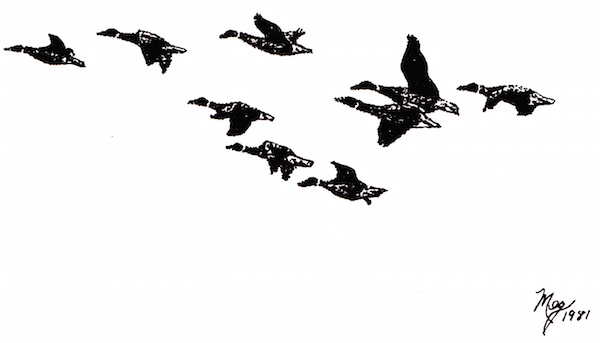 geese